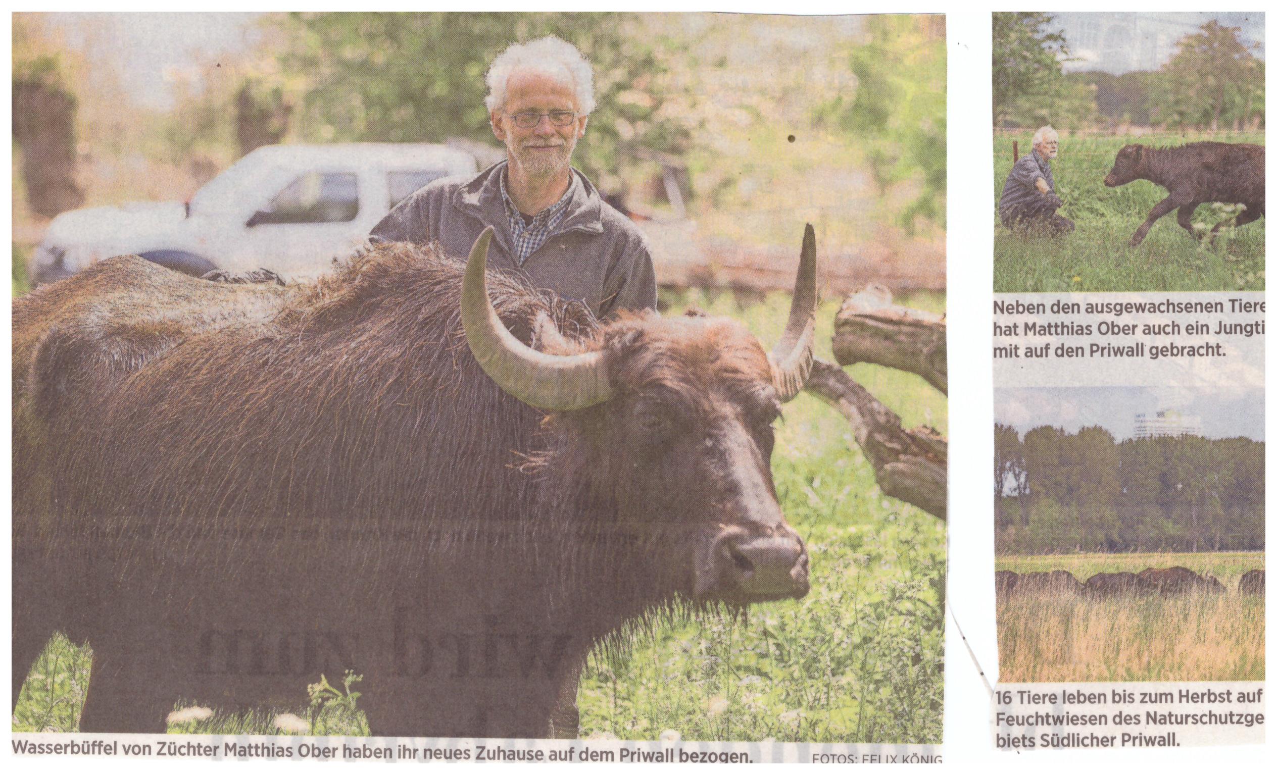 Wasserbffel_001.jpg - 623,85 kB