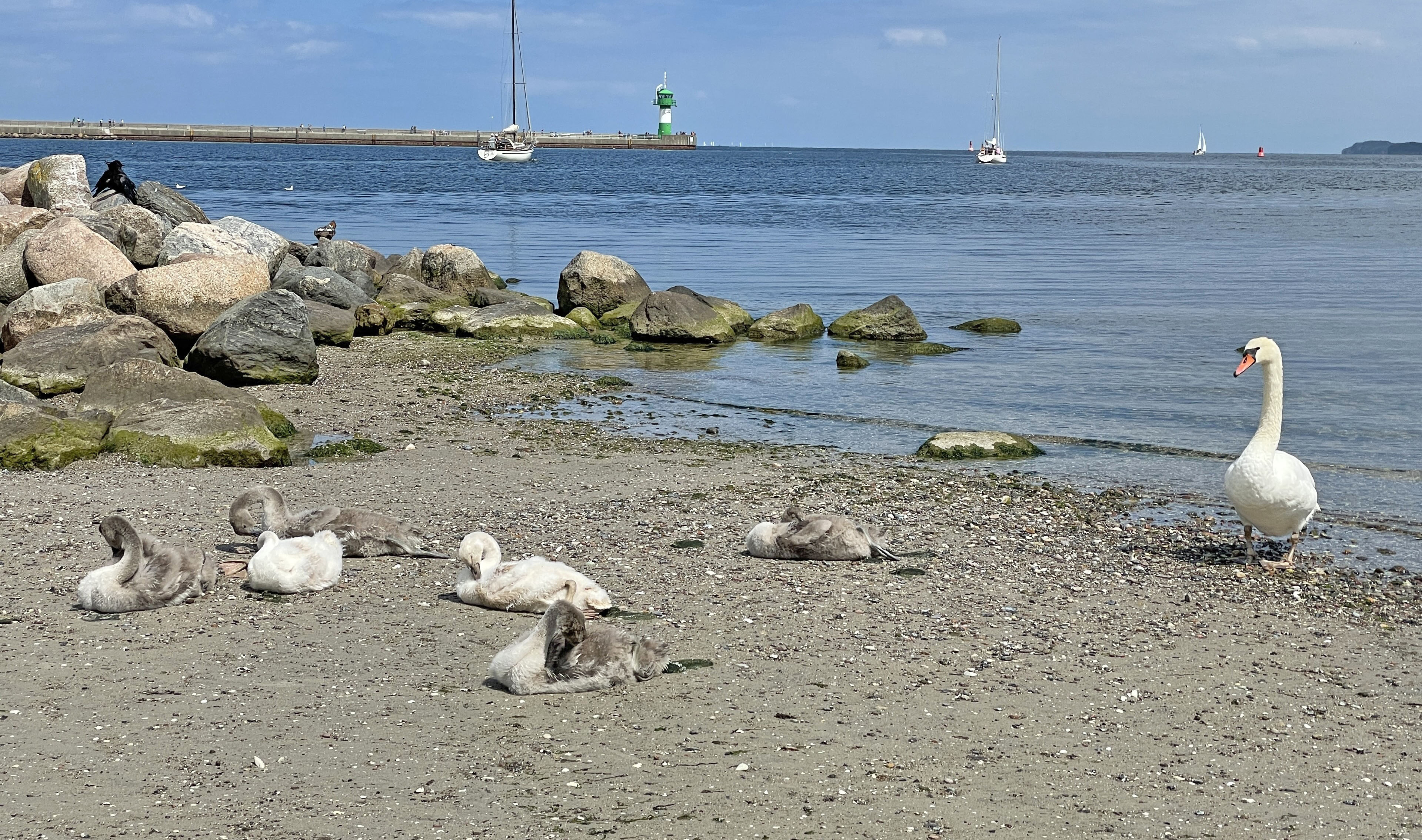 hlschwanenfamilie2.jpg - 2,03 MB